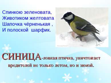СИНИЦА-ловкая птичка, уничтожает вредителей не только летом, но и зимой. Спин...