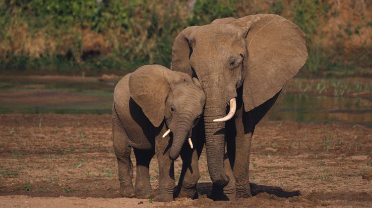 Африканский слоны в среде обитания