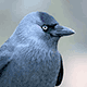 Галка (Corvus monedula)