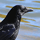 Восточная (европейская) чёрная ворона (Corvus corone)