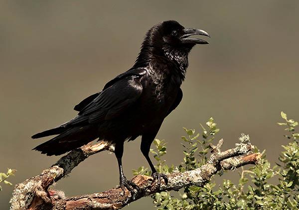 Ворон (Corvus corax) — Птицы Европейской части России