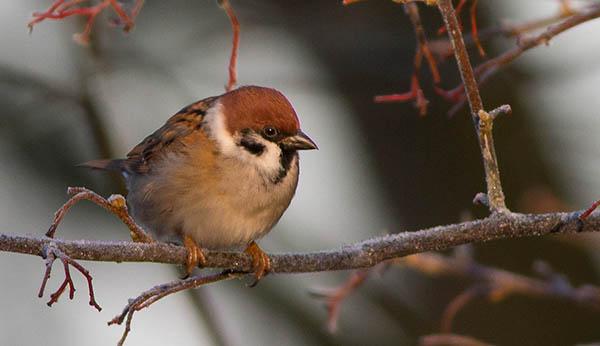 Полевой воробей (Passer montanus) — Птицы Европейской части России