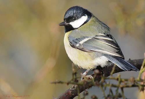 Большая синица / Parus major / Great tit / Птицы Европы