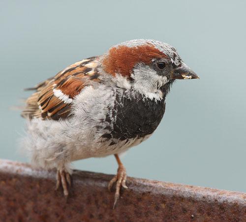 Домовой воробей / Passer domesticus / House sparrow / Птицы Европы