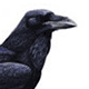 Ворон / Corvus corax