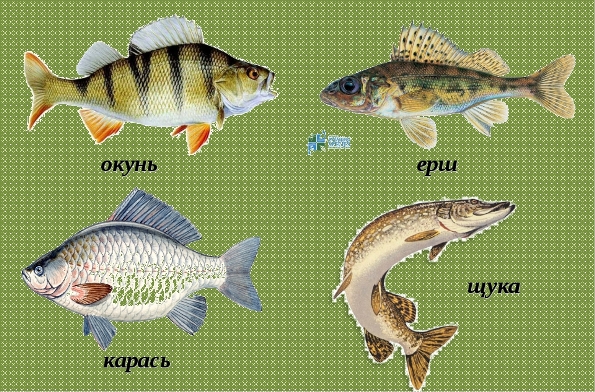 Стихи про рыб