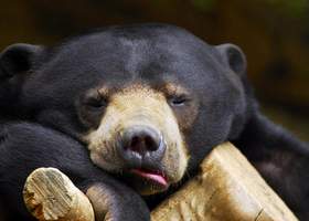 Почему медведь зимой спит? Плюс Майя Эль Ариди