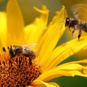Зачем пчелы делают мед?