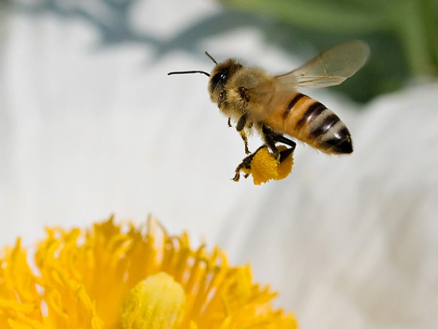 Зачем пчелы делают мед?