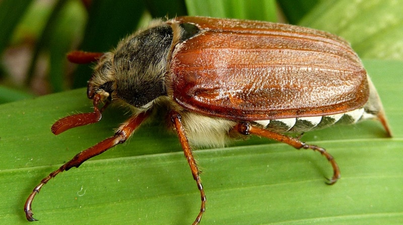 Майский жук - типичный представитель насекомых