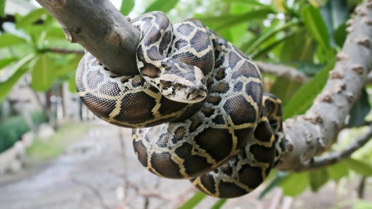 Бирманский питон (Python bivittatus)