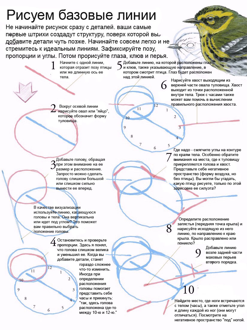 Как рисовать птиц