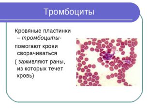 Тромбоциты Кровяные пластинки – тромбоциты- помогают крови сворачиваться ( за