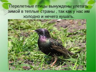 Перелетные птицы вынуждены улетать зимой в теплые страны , так как у нас им х