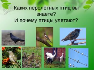 Каких перелётных птиц вы знаете? И почему птицы улетают? 