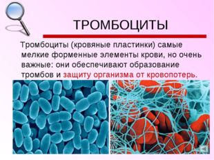 ТРОМБОЦИТЫ Тромбоциты (кровяные пластинки) самые мелкие форменные элементы кр