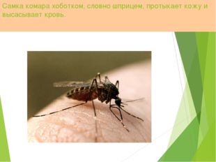 Самка комара хоботком, словно шприцем, протыкает кожу и высасывает кровь. 