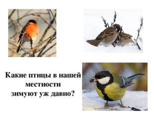 Какие птицы в нашей местности зимуют уж давно? 