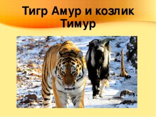 Тигр Амур и козлик Тимур 