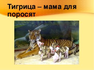 Тигрица – мама для поросят 
