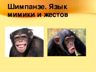 Шимпанзе. Язык мимики и жестов 