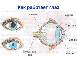 Как работает глаз 