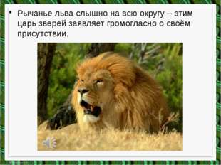 Рычанье льва слышно на всю округу – этим царь зверей заявляет громогласно о с