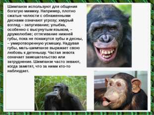 Шимпанзе используют для общения богатую мимику. Например, плотно сжатые челюс