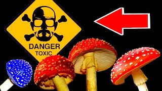 ТОП 15 опасных для человека грибов (ядовитые грибы)