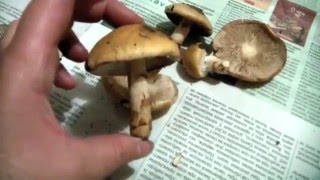 Как различать съедобные грибы