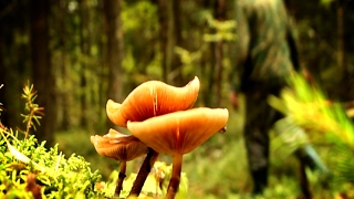Ложные опята, которые все считают ядовитыми - отличные съедобные грибы, www.grib.tv