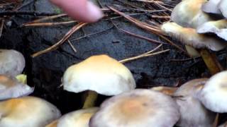 несъедобные грибы - опенок ложный серо-желтый