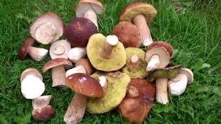 Съедобные грибы - 