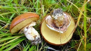 маслята - грибы съедобные