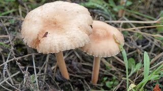 Луговые опята - деликатесные грибы.