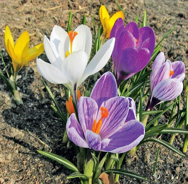 Разноцветные крокусы в зависимости от сорта цветут весной или осенью