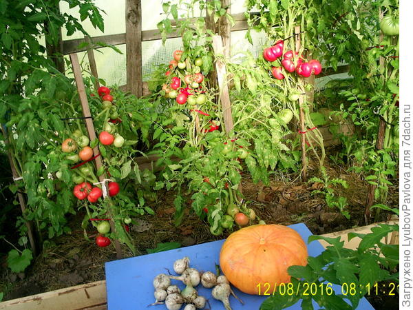 Урожайные помидорчики