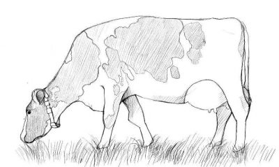 Корова карандашом