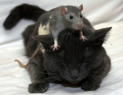 Мышка и кот