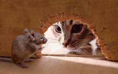 Мышка и кот