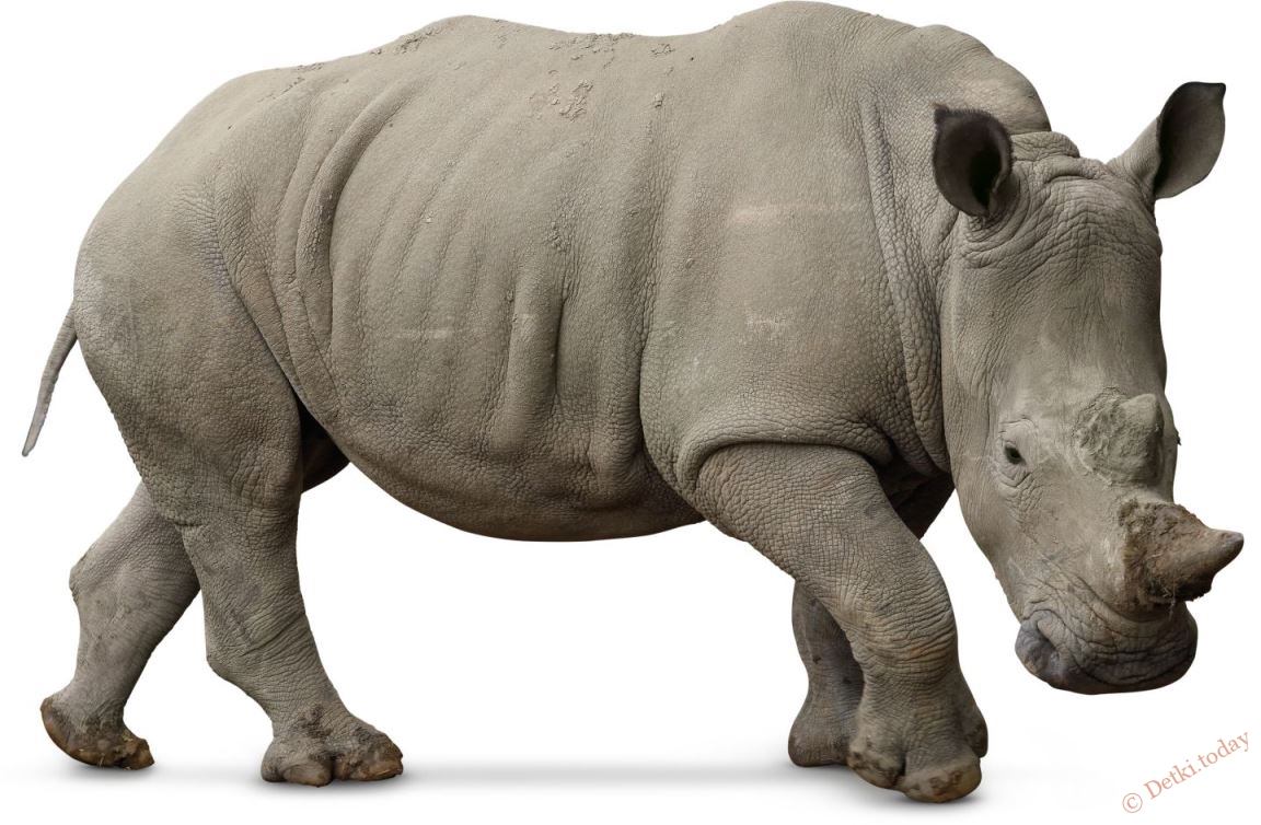 Картинки для детей носорог