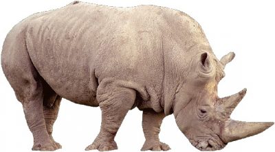 Носорог коричневый