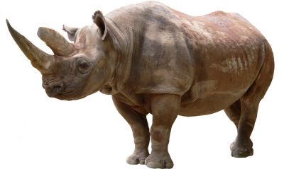 Носорог коричневый
