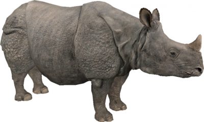 Носорог серый