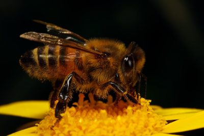 Пчела прикольная