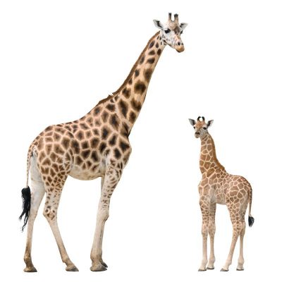 Жираф и жирафенок