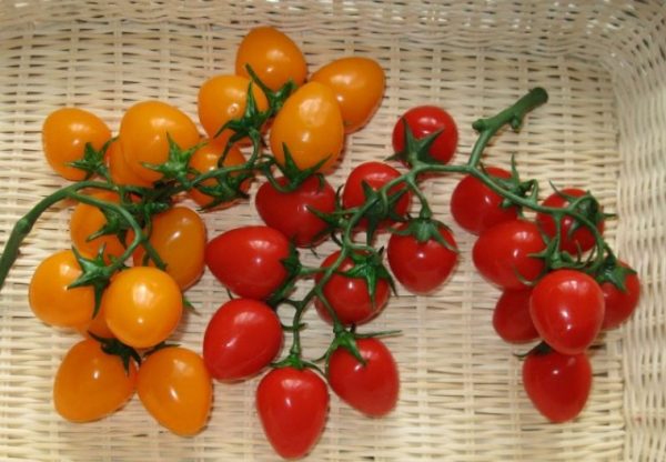 Разноцветные помидоры черри