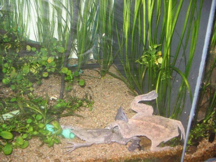 Суринамская пипа в аквариуме фото