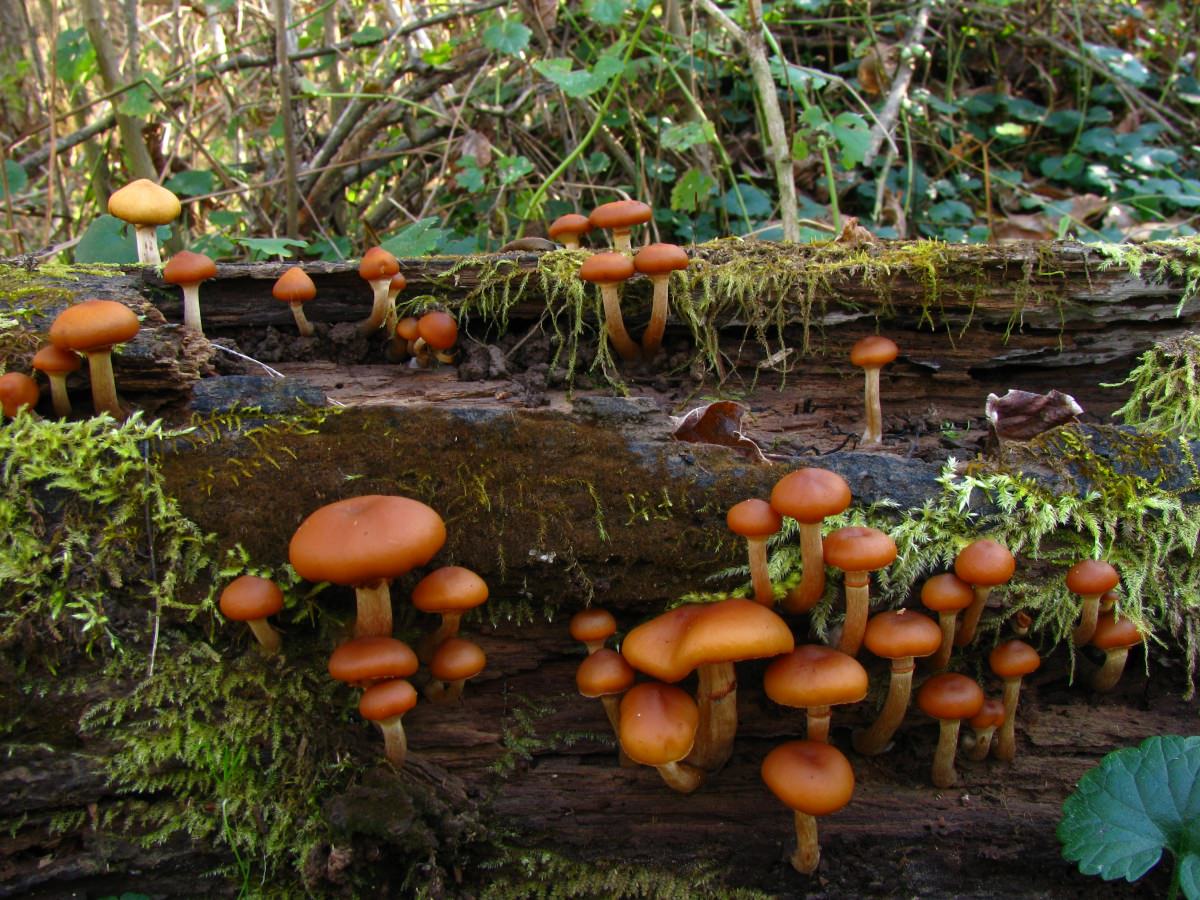 Опята летние: описание и места произрастания грибов