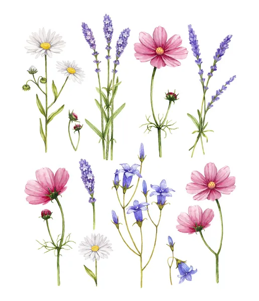 Дикие цветы коллекция. акварельные иллюстрации — стоковое фото
